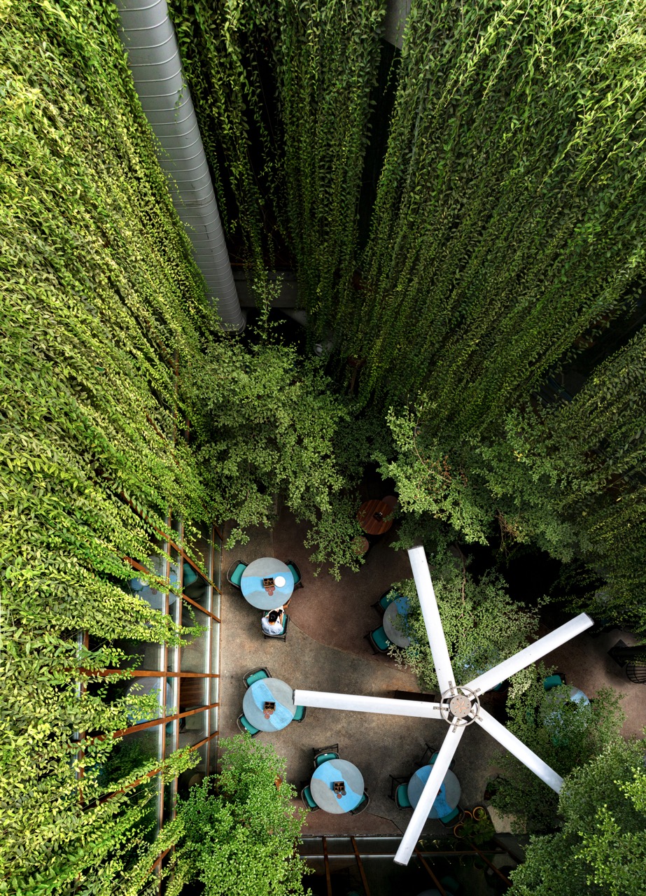 Seen from above, the creepers fall through the courtyard like a waterfall, with tables and chairs replacing rocks at its base